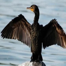 Sparava a cormorani e aironi, arrestato per bracconaggio (nella sua tenuta) il miliardario Bouygues