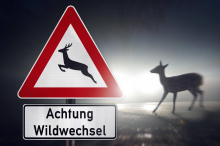Im Maisacker gelandet: Reh ausgewichen: 17-jähriger Kärntner überschlug sich mit Auto