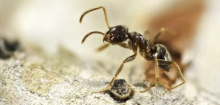 Invasive Ameisenarten unterwandern den Südwesten Deutschlands