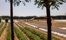 Voće i povrće usred pustinje? Pogledajte kako farma u UAE-u uzgaja hranu na 50°C