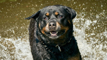Ratzeburg: Polizei erschießt aggressiven Rottweiler bei Einsatz am Bahnhof