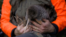 Erstmals seit 50 Jahren: Seltener Kiwi-Vogel auf Neuseelands Festland wiederentdeckt