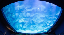 Unterwasserwelten: Meeresmuseum: Alle Aquarienbewohner eingezogen