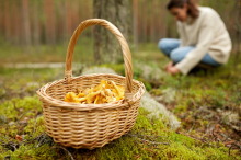 Borkenkäfer und Klimawandel sorgen in Kärnten für leere Schwammerlkörbe