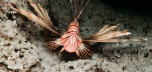 Feuerfisch, Stechrochen, Petermännchen: Gefährliche Tiere in Nordsee, Ostsee, Mittelmeer