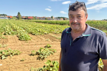 Nach Dürre: Kürbis-Landwirt: „Ich rechne mit einem Ausfall zwischen 60 und 70 Prozent“