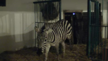 UHVAĆENA ODBEGLA ZEBRA U ZOO VRTU: Evo kako je pobegla - detalji incidenta u kome su povređena devojčica (2), njen otac i jedna žena