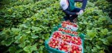 Karge Ernten bei Erdbeeren und Spargel