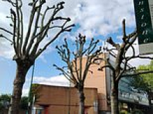 Tree pruning row explodes in Waltham Forest as families accuse council of 'brutal and inexplicable' branch trims
