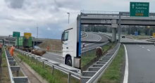 ŠOK ZA VOZAČE NA AUTO-PUTU KOD NOVOG SADA Nesvakidašnja životinja u opuštenoj šetnji: Preskakala ograde i hodala između automobila, izmakla i nadležnima (VIDEO)