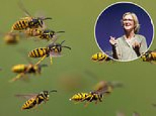 Win against the wasps! There are more than ever, so here world-leading experts reveal what really works against them - from a trick with tights to the sure-fire way to make them leave your picnic alone