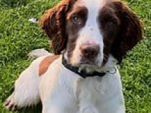 Bert the police dog who took part in Queen's funeral and once sniffed out £250,000 of cash in single search dies in car crash