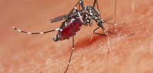 Chikungunya-Virus: WHO warnt vor möglicher Epidemie