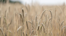 Landwirtschaft: Regenwetter bremst Getreideernte in Sachsen aus