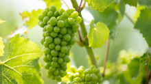Weinjahr 2025: Winzer in Sachsen zuversichtlich für den Jahrgang 2025