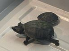 Turtle meets grim fate after Florida woman attempts to smuggle creature through airport TSA inside her bra