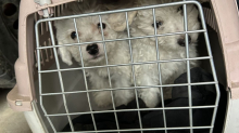 Tiertransport: Zoll entdeckt Hundewelpen in viel zu kleinen Katzenboxen
