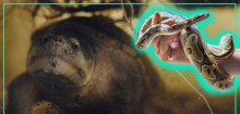 Schlangen, Schildkröten, Sugar Glider: Sind diese Haustiere erlaubt und welche Probleme gibt es?