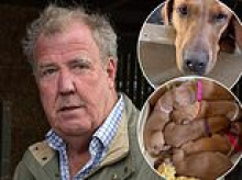 Jeremy Clarkson says his farm will be shut for TWO MONTHS after TB outbreak - as he reveals one of his dog's puppies has died