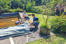 Tierrettung in St. Ruprecht: Pferd büxte aus und stürzte in einen Pool - Feuerwehr rückte zur Rettung aus