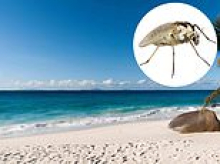 Scots midge traps in Seychelles mission after island issues SOS