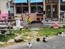 Feline photo leaves people scratching their heads - how many cats can you find in 30 seconds?