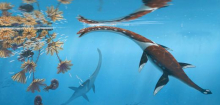 Fossil in Baden-Württemberg: Plesionectes longicollum aus Holzmaden analysiert