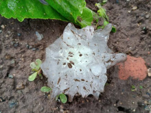 ŠTA JE OVO NAPADALO U PČINJSKOM OKRUGU? Strašan prizor nakon nevremena: Asimetrična zrna grada prečnika 6 cm - 