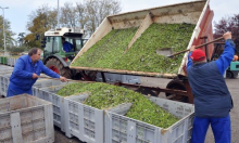 Agrolaguna se sprema za berbu: Započeo novi investicijski ciklus od 10 milijuna eura