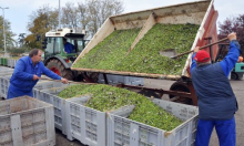 Agrolaguna započela investicijski ciklus vrijedan 10 milijuna eura