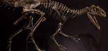Dinosaurier: Nicht alle fleischfressenden Urzeitechsen hatten einen kräftigen Biss