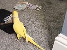 Talking parrot helps bring down crime gang after it is caught on video repeating drug-dealing phrases
