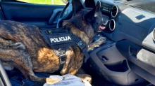 Policijski pas Ares otkrio kokain u autu na A1: Vozač ga je skrio na mjesto zračnog jastuka...