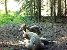'Once-in-a-lifetime' sighting of dangerous apex predators caught on camera after after state's vexed move