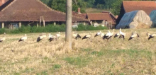 NESTVARAN PRIZOR ODUŠEVIO MEŠTANE SELA KOD TOPOLE: Vesnici proleća simbolišu berićetnu i dobru godinu (FOTO)