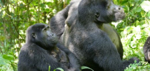 Gorillas und Geschlechterrollen: Berggorillas zeigen, das Kraft nicht alles ist