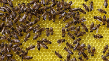 Tiere und Hobby: Imker ernten wegen trockenen Wetters weniger Honig