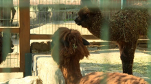 NOVO MLADUNČE U BEOGRADSKOM ZOO-VRTU! Mila je i mekana, vuna joj je pet puta kvalitetnija od ovčije, ali kad zabaci uši unazad bolje bežite koliko vas noge nose
