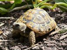 Tortoise who made daring escape from owner's garden found one MONTH later...THREE miles away