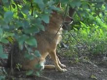 Na območju Ajdovščine občanko ugriznil šakal