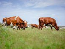 Farmer 'raped wife, underage daughter and a cow... and made his partner watch other acts of bestiality with calves'