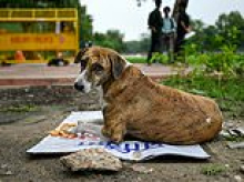 Outcry in India as Delhi moves to remove 'all ONE MILLION' stray dogs from its streets following rabies outbreak