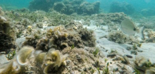 Hitzewellen: Wissenschaftler ergründen, warum sie oft im Mittelmeer entstehen