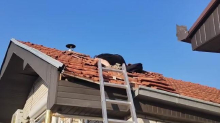 VLADICA SE POPEO NA KROV KUĆE, OTKRIO LEGLO OPASNIH PREDATORA: U kući se osećao veoma neprijatan miris, onda je on stupio u akciju - Teško ih je uloviti, ali...