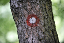 Težje poškodovana planinka, lažje pa dva turista