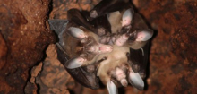 Costa Rica: Fledermäuse beim Umarmen gesichtet