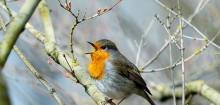 Studie: Vögel singen wegen Lichtverschmutzung länger