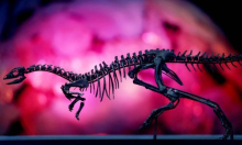 Otkrivena nova vrsta dinosaura s 'jedrom' duž leđa