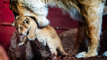 Nachwuchs im Zoo: Erneut Löwennachwuchs im Schweriner Zoo