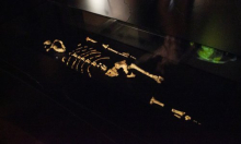 Prvi put u Europi: U Pragu izložene kosti australopiteka Lucy